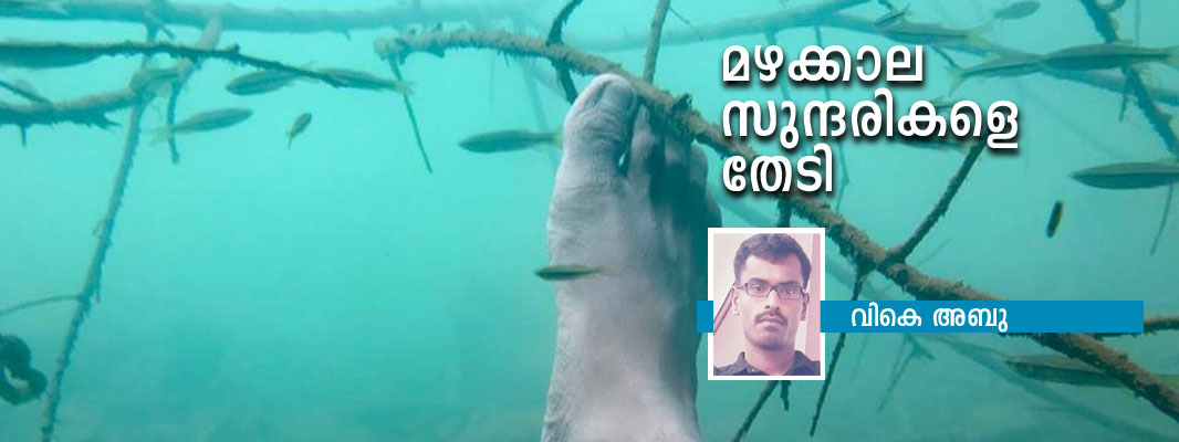 മഴക്കാല സുന്ദരികളെ തേടി മഴക്കാല സുന്ദരികളെ തേടി