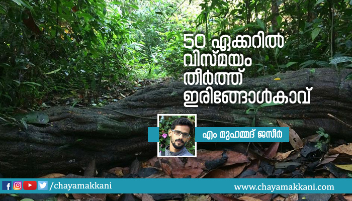 50 ഏക്കറില് വിസ്മയം തീര്ത്ത് ഇരിങ്ങോള്കാവ് 50 ഏക്കറില് വിസ്മയം തീര്ത്ത് ഇരിങ്ങോള്കാവ്